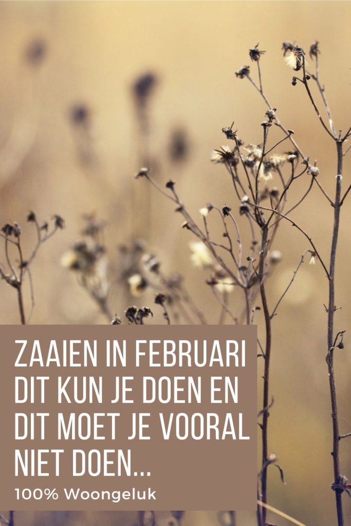 zaaien in februari wat zaaien in februari zaaien moestuin februari